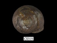 藏品(斯文豪氏大蝸牛)的圖片